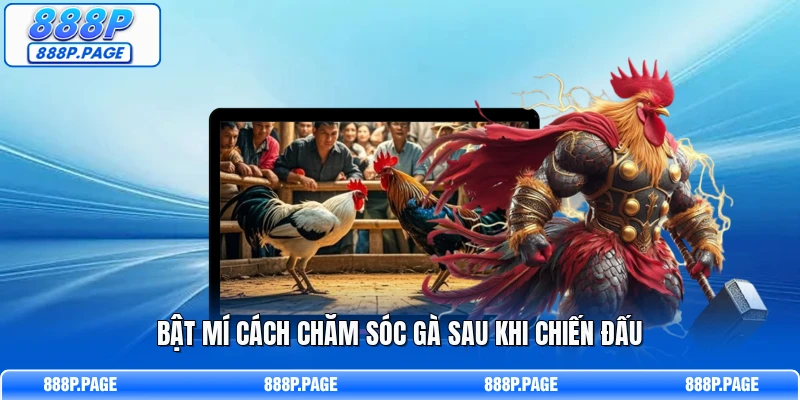 Bật mí cách chăm sóc gà sau khi chiến đấu