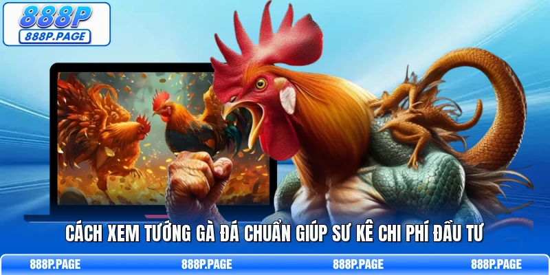 Cách xem tướng gà đá chuẩn giúp sư kê chi phí đầu tư